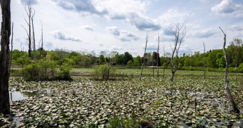 The Underrated Local Park Near Cleveland Where You Can Watch Busy Beavers Work