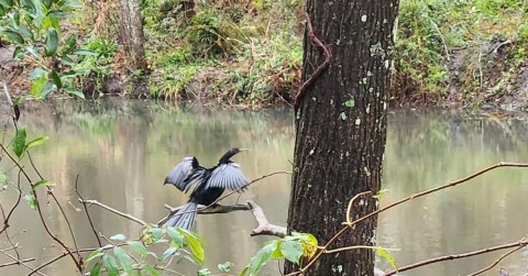 A Peaceful Escape Can Be Found Along The Forest Road Trail In Alabama