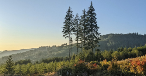 Enjoy A Long Walk At This Underrated State Forest In Washington