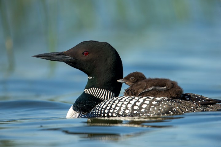 Common Loon landing on lake taken in central MN