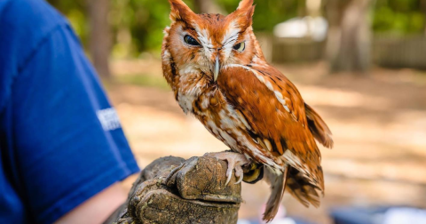 Enjoy A Fascinating Raptor Display At This Georgia Wildlife Center