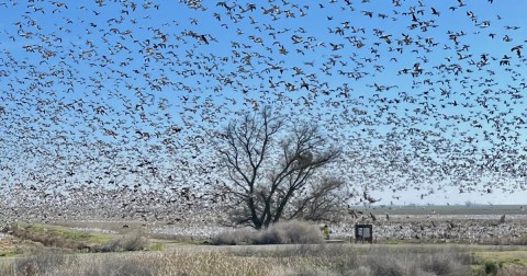 9 Wildlife Refuges in Northern California That Few People Know About