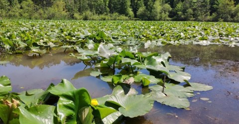 The Underrated Local Park In Alabama Where You Can Hike A New Eco Trail