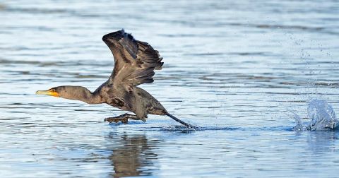 Thousands of 'Ancient-Looking' Birds Have Been Spotted On North Carolina's Outer Banks