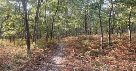 Enjoy A Long Walk At This Underrated County Park In New York