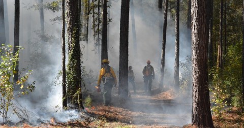 The Underrated National Park In South Carolina Where You Can Witness A Controlled Forest Burn