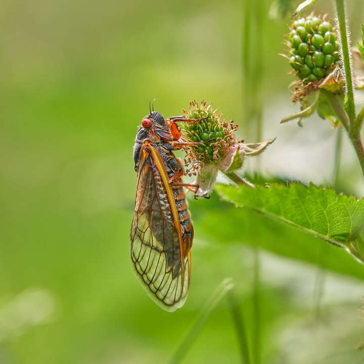 double emergence of cicadas 2024