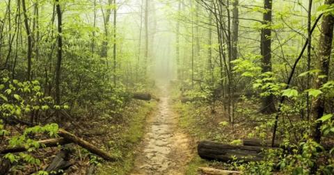 Take An Old Settler Road To Hazel Falls, Virginia's Beautiful Hidden Waterfall