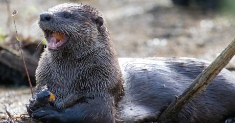 The Little-Known Story Of River Otters In Indiana And How They're Making A Big Comeback