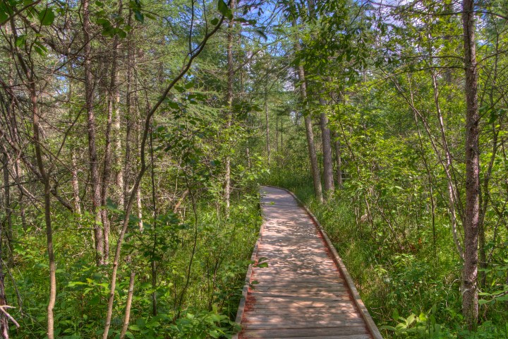 Bemidji State park shares Lake Bemidji with the town of Bemidji in northern Minnesota