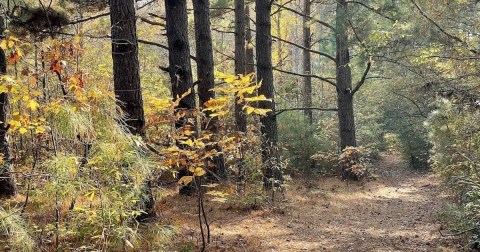 The Hidden Woodcock Trail In New Jersey Meanders Peacefully Through The Forest