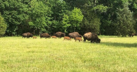 Adventure Awaits Along This Drive-Thru Safari Tour In South Carolina