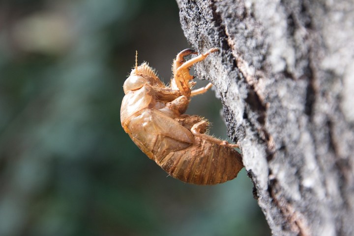 double emergence of cicadas in 2024