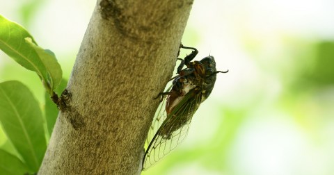 For The First Time In 221 Years, A Rare Double Emergence Of Cicadas Is Expected In 2024 In South Carolina