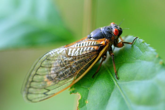 A periodical cicada with red eyes rests on a leaf, an example of what we will see in the double emergence of cicadas 2024