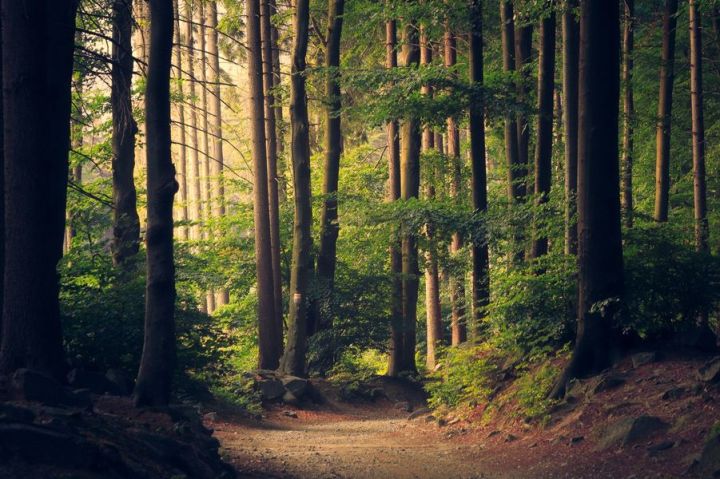 Hitchcock Woods in Aiken, South Carolina