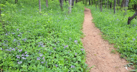 This 3.4-Mile Trail In Missouri Is Covered In Wildflower Blooms In The Springtime