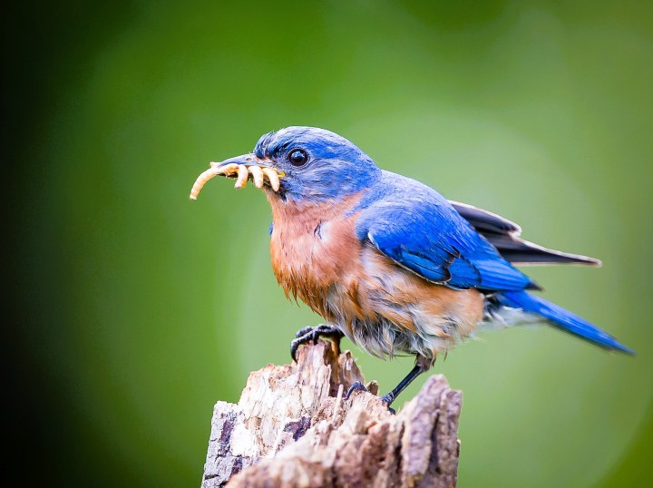 Eastern Bluebird