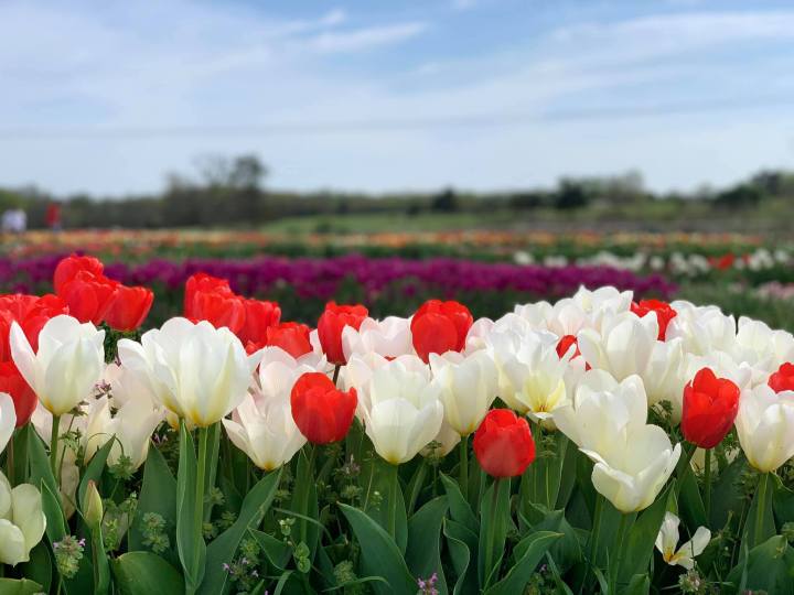 flower road trip in Arkansas