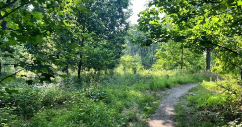 This 6.8-Mile Trail In Pennsylvania Is Covered In Wildflower Blooms In The Springtime