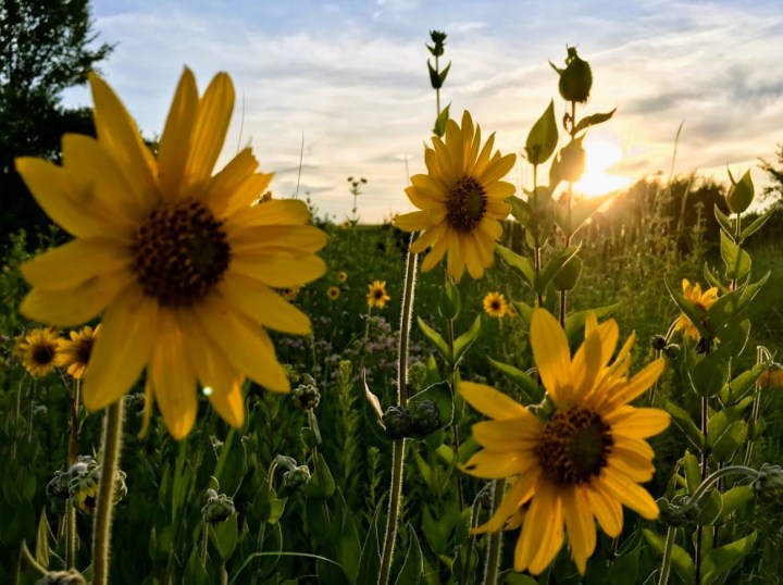 flower road trip in Arkansas