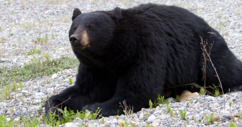 Few People Know The Real Story of the Film Cocaine Bear In Tennessee