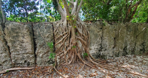 Windley Key Fossil Reef Geological State Park In Florida Turned 60 Years Old And It's The Perfect Spot For A Day Trip