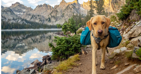 Here Are The 14 Most Pet-Friendly Cities In The U.S. For Travel