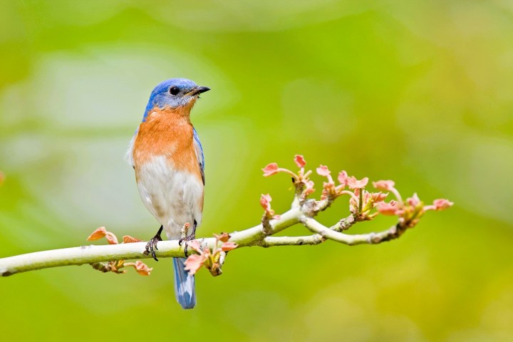 Eastern Bluebird