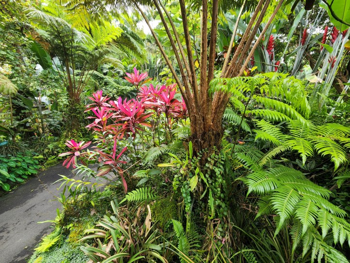 The beautiful tropical bioreserve and garden in Big Island, Hawaii