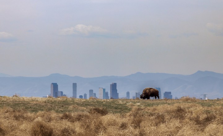 bison at Rocky Mountain Arsenal National Wildlife Refuge, Colorado