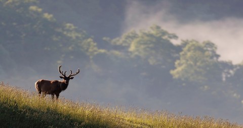 It Will Soon Be Easier Than Ever To View A Wild Elk Herd In West Virginia