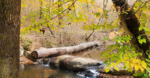 Enjoy A Secluded Stroll On A Lesser-Known Path Along This Iconic Georgia Reservoir