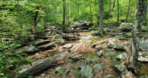 Hike To This Beautiful Pond At This Sprawling Forest In Connecticut