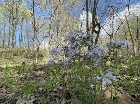 This Easy 2.8-Mile Trail In Indiana Is Covered In Wildflower Blooms In The Springtime