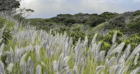 Enjoy A Secluded Stroll On A Little-Known Path Along This Iconic Tree Sanctuary