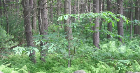 The Little-Known Story Of The American Chestnut Tree In New York And How It's Making A Big Comeback