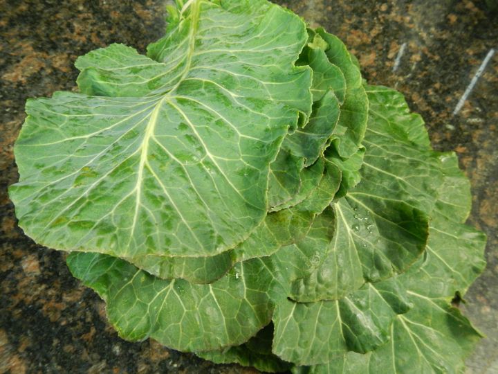 collards are making a comeback in North Carolina