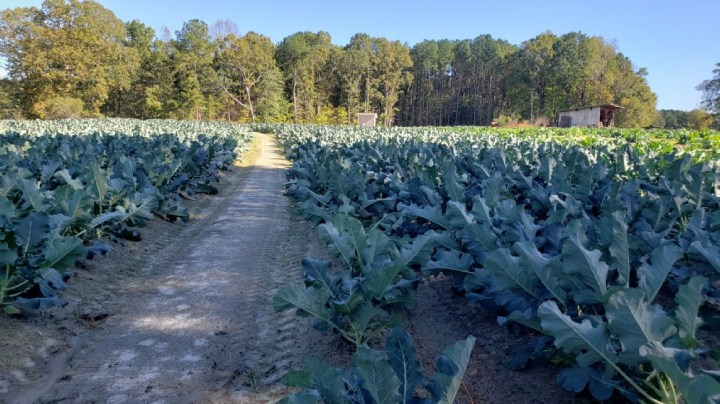 collards are making a comeback in North Carolina