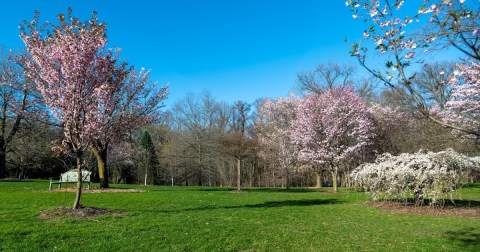 You Won’t Want To Miss The Most Eye-Popping Lilac Bloom In Wisconsin This Spring