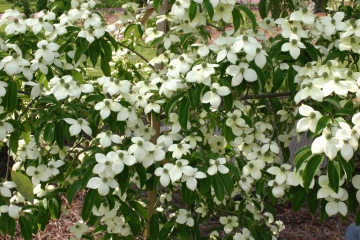 best spring bloom in North Carolina