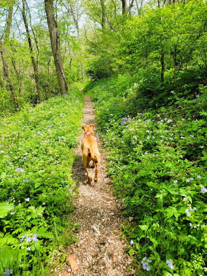 wildflower trail in Arkansas