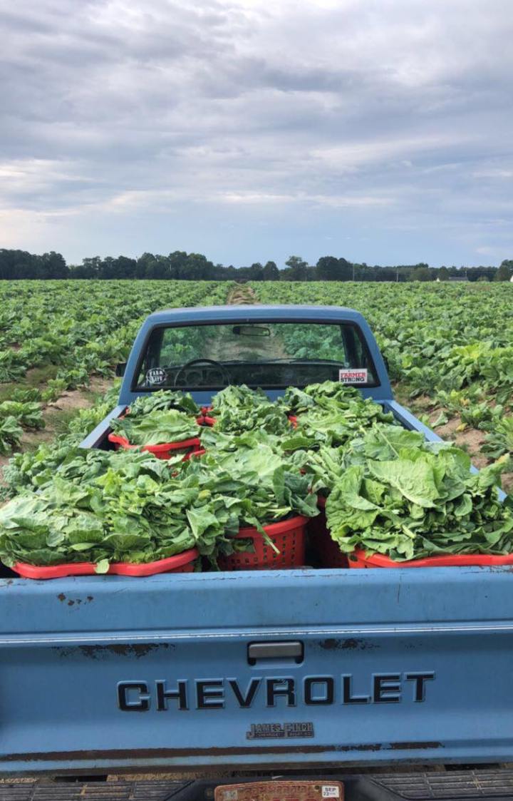 collards are making a comeback in North Carolina