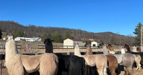 This Unique Ellaberry Llama Farm In North Carolina Is Perfect For A Day Trip Any Time Of Year