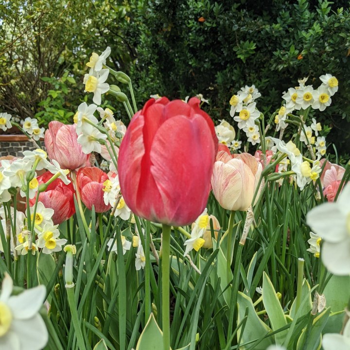 tulip bloom in North Carolina