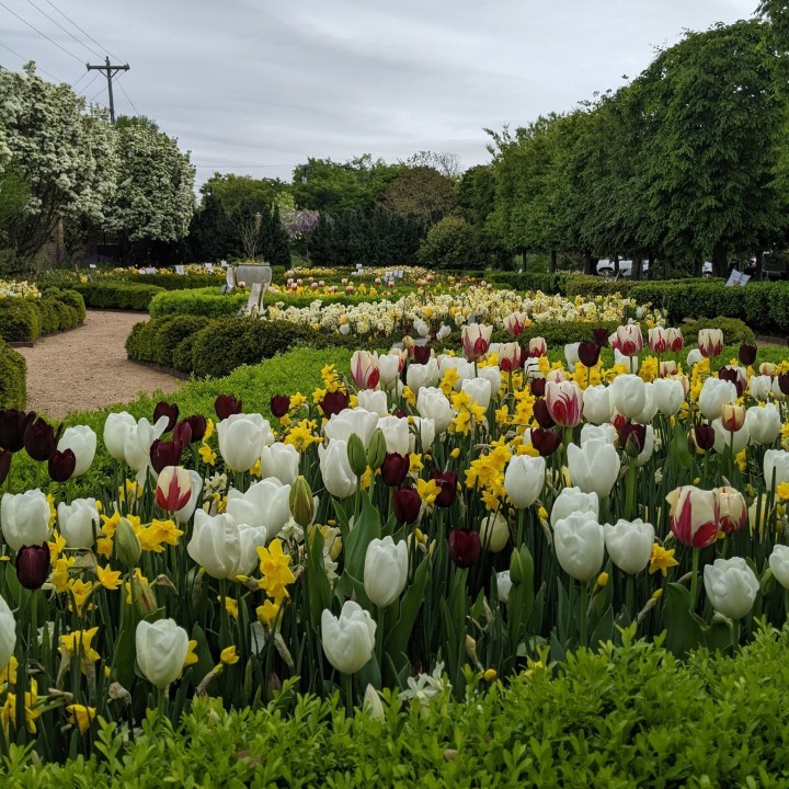 tulip bloom in North Carolina