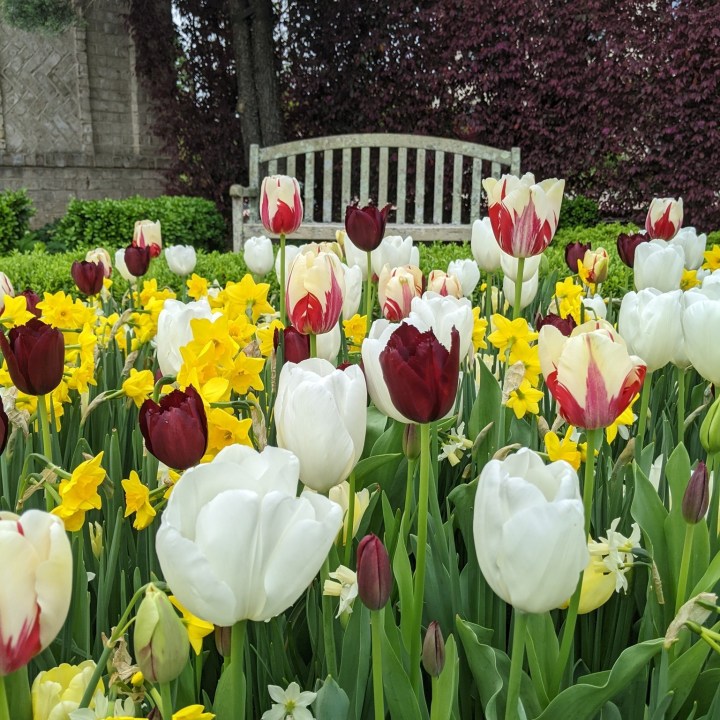 tulip bloom in North Carolina