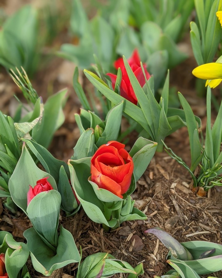 tulip bloom in North Carolina