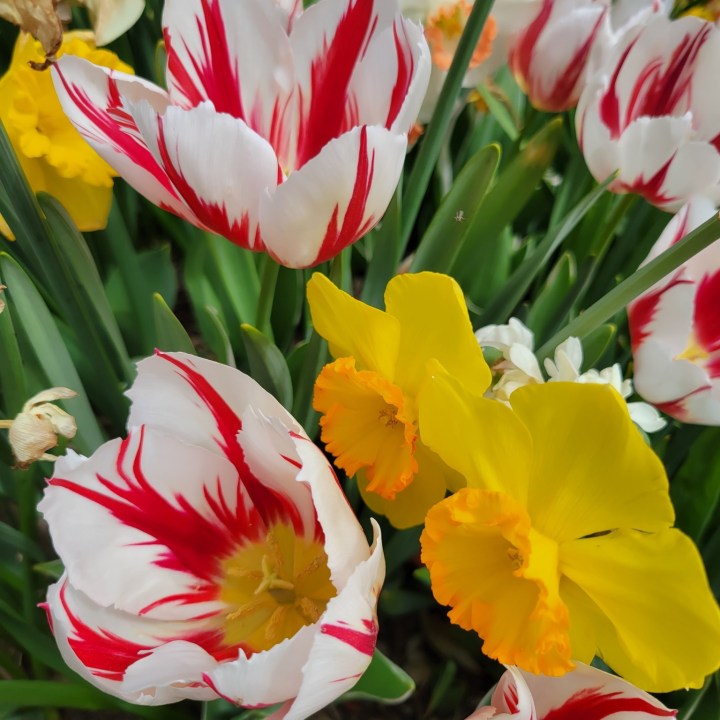 tulip bloom in North Carolina