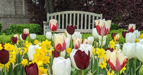 The Paul J. Ciener Botanical Garden Tulips In North Carolina Will Be In Full Bloom Soon, And It’s An Extraordinary Sight To See